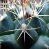 Turbinicarpus_ laui_ 02